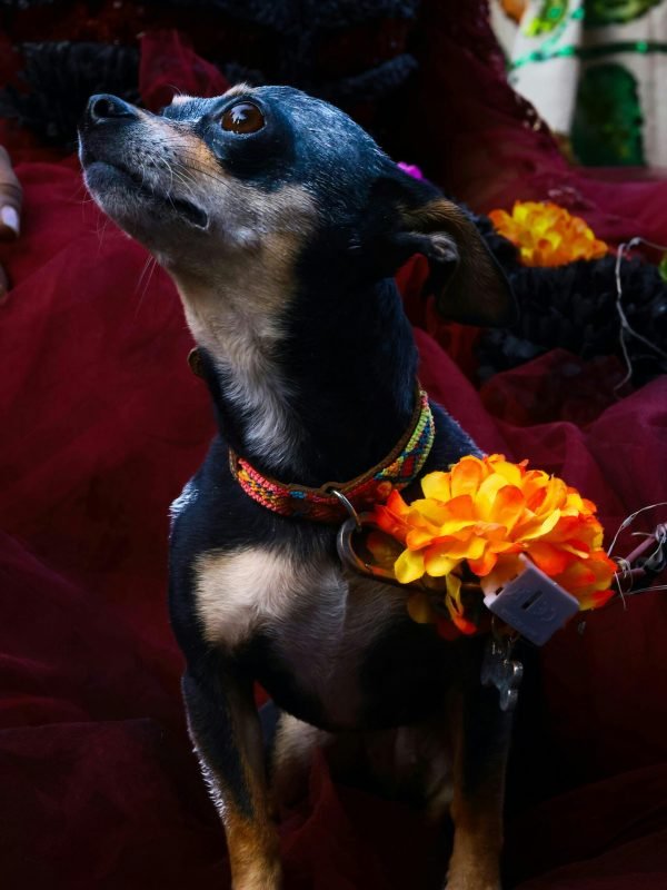 pexels-angelophotomx-1851899619-34535845 pexels-angelophotomx-1851899619-34535845